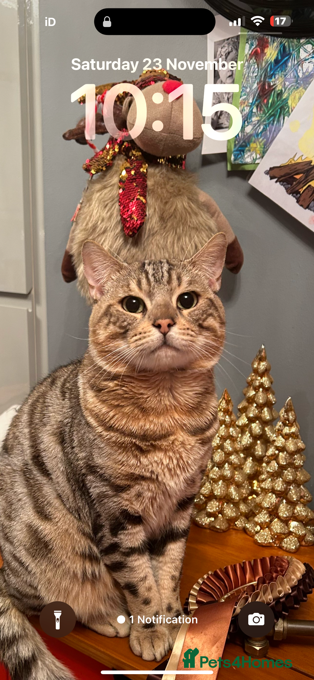 Bengal cats for sale: Two Bengal brothers  - Advert 1