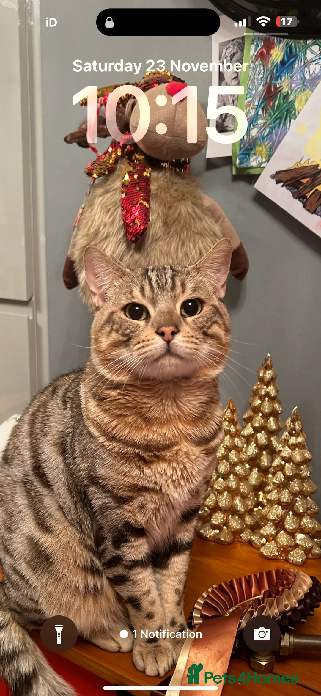 Bengal cats for sale: Two Bengal brothers  - Advert 1