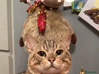 Bengal cats Two Bengal brothers - Advert 12