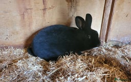Rex rabbits for sale: 'Button' stunning black Mini Rex buck - Image 8