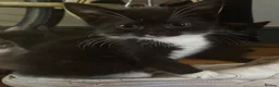 Mixed Breed cats for sale: Little Fluffs are looking for home - Advert 7