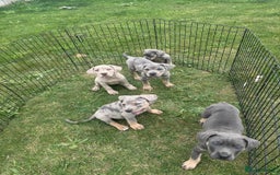 Cane Corso dogs for sale: Cane corso pups  - Image 6
