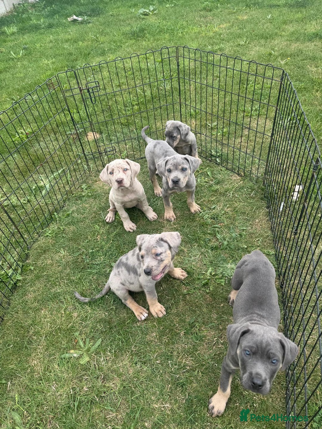 Cane Corso dogs for sale: Cane corso pups  - Image 6