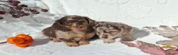 Dachshund dogs for sale: Beautiful long haired miniature daschunds . in Gosport - Advert 12