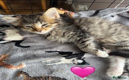 Mixed Breed cats for sale: Cute Kittens (all available) 5 female and 4 male - Image 2