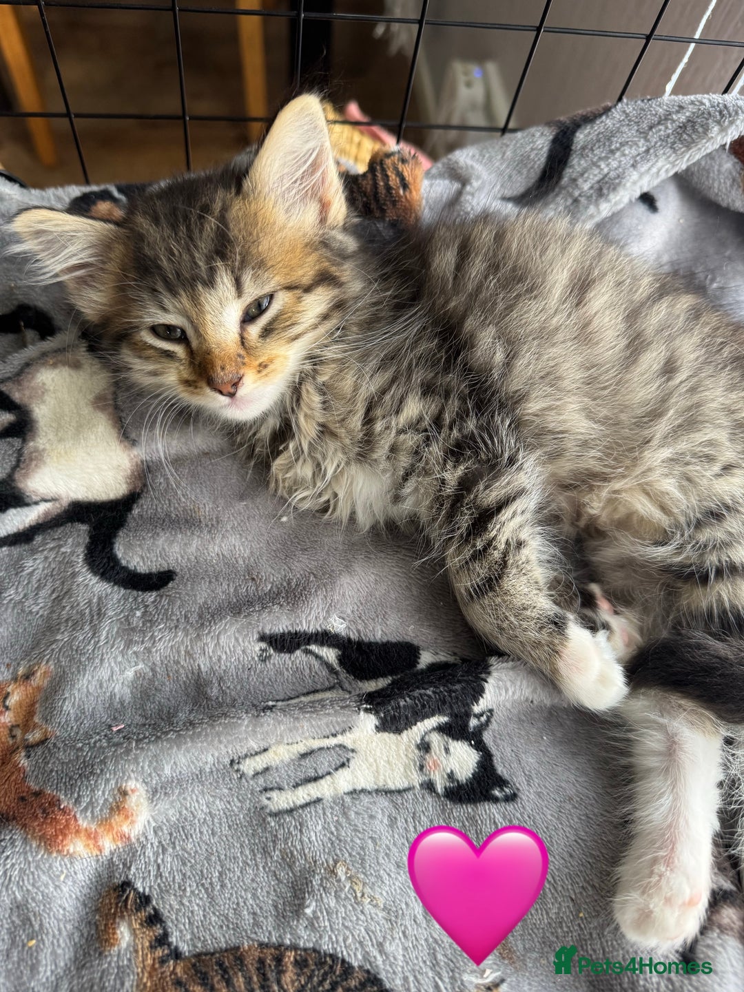 Mixed Breed cats for sale: Cute Kittens (all available) 5 female and 4 male - Image 2