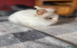 English Lop rabbits for sale: Beauitful Double Mane lop and dwarf double mane in Spalding - Image 17