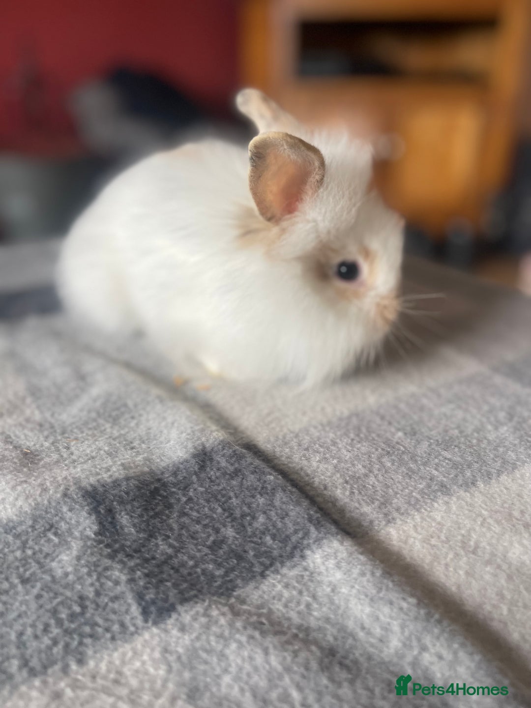 English Lop rabbits for sale: Beauitful Double Mane lop and dwarf double mane in Spalding - Image 17