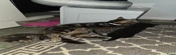 Domestic Shorthair cats for sale: Beautiful ShortHair Dom - Advert 6