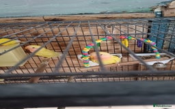 Lovebirds birds for sale: Two young love birds  - Image 2