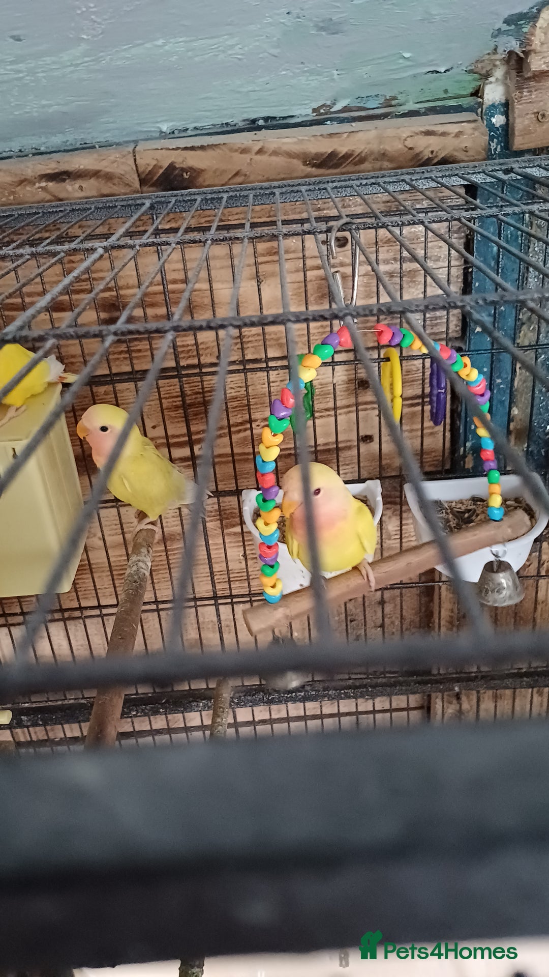 Lovebirds birds for sale: Two young love birds  - Image 2