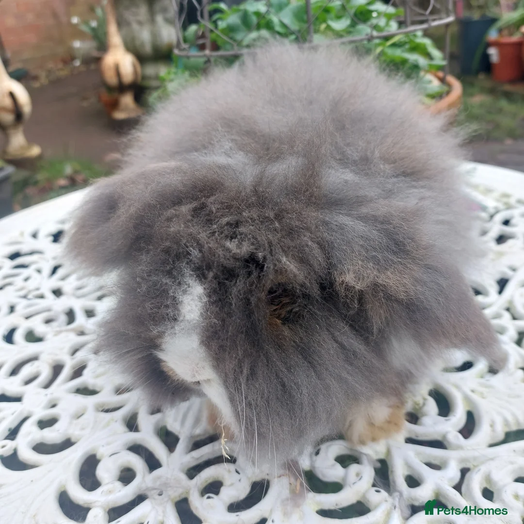Angora rabbits for sale: STUNNING TEDDYWIDDER BUCK - Advert 6