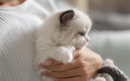 Ragdoll cats for sale: NEW LITTER of Blue BiColour And Lynx kittens - Image 13