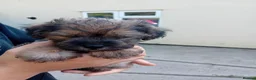 Mixed Breed dogs for sale: Borderpoo puppies in Woodbridge - Advert 25