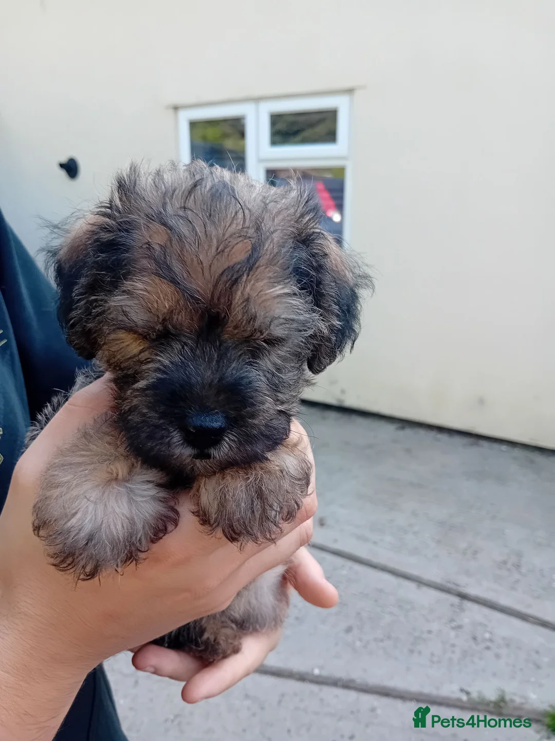 Mixed Breed dogs for sale: Borderpoo puppies in Woodbridge - Advert 25
