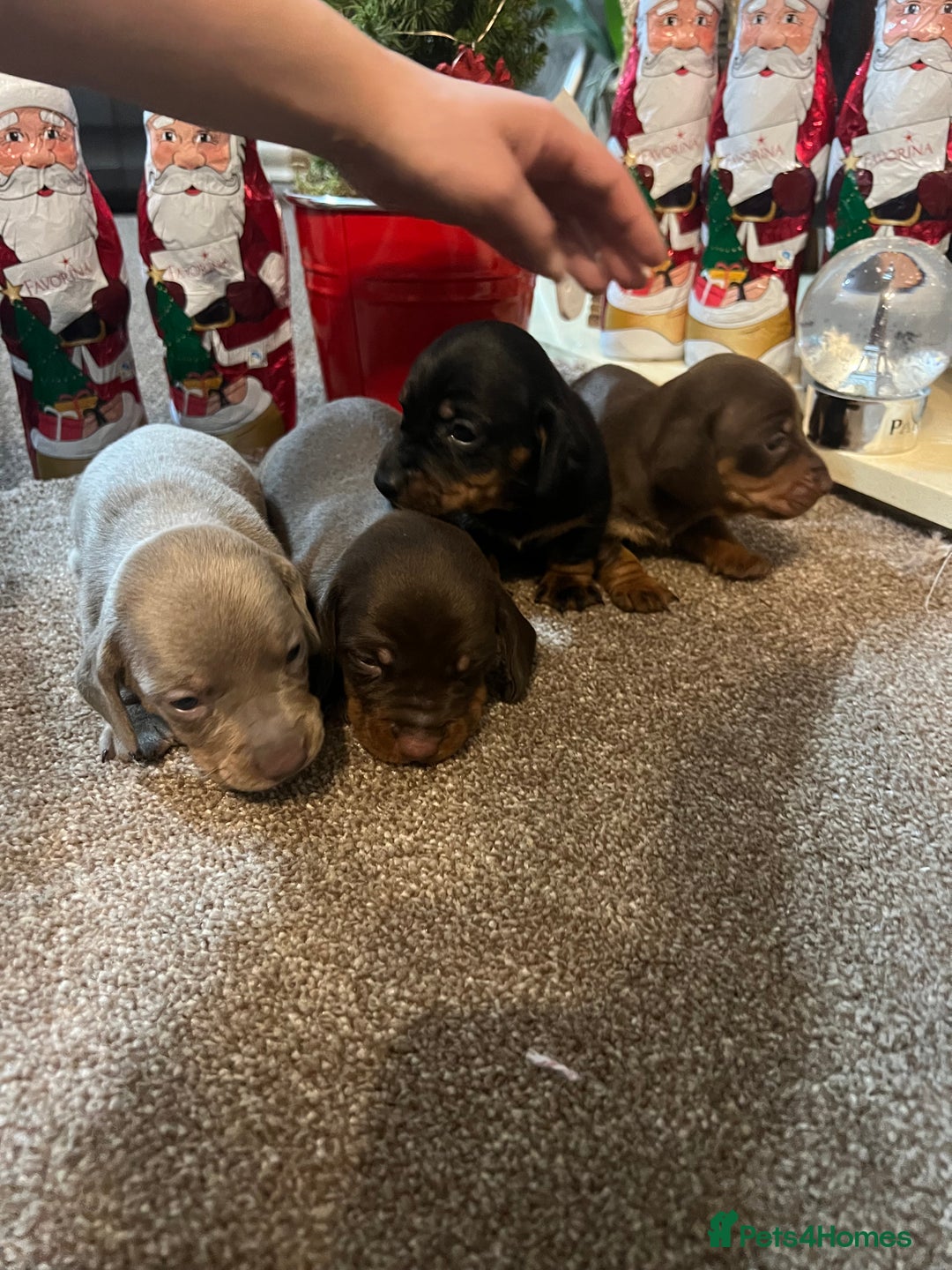 Miniature Dachshund dogs for sale: Gorgeous  **  for  **  dachshund puppy 🐶  - Advert 2