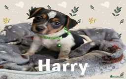 Jack Russell dogs for sale: minature jack russell puppies - Image 5