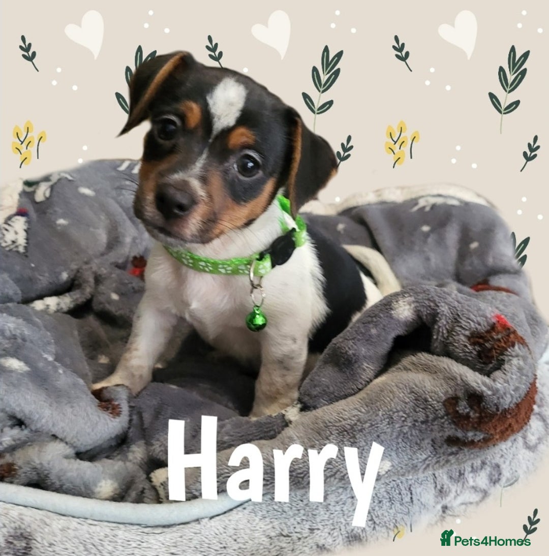 Jack Russell dogs for sale: minature jack russell puppies - Image 5