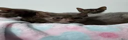 Lykoi cats for sale: Last two Lykoi girls  - Advert 5