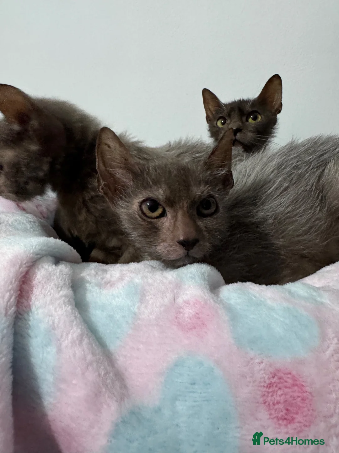 Lykoi cats for sale: Last two Lykoi girls  - Advert 5