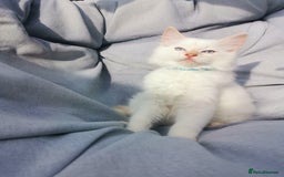 Ragdoll cats for sale: 2 left Pure Health tested huge ragdoll kittens  - Image 15