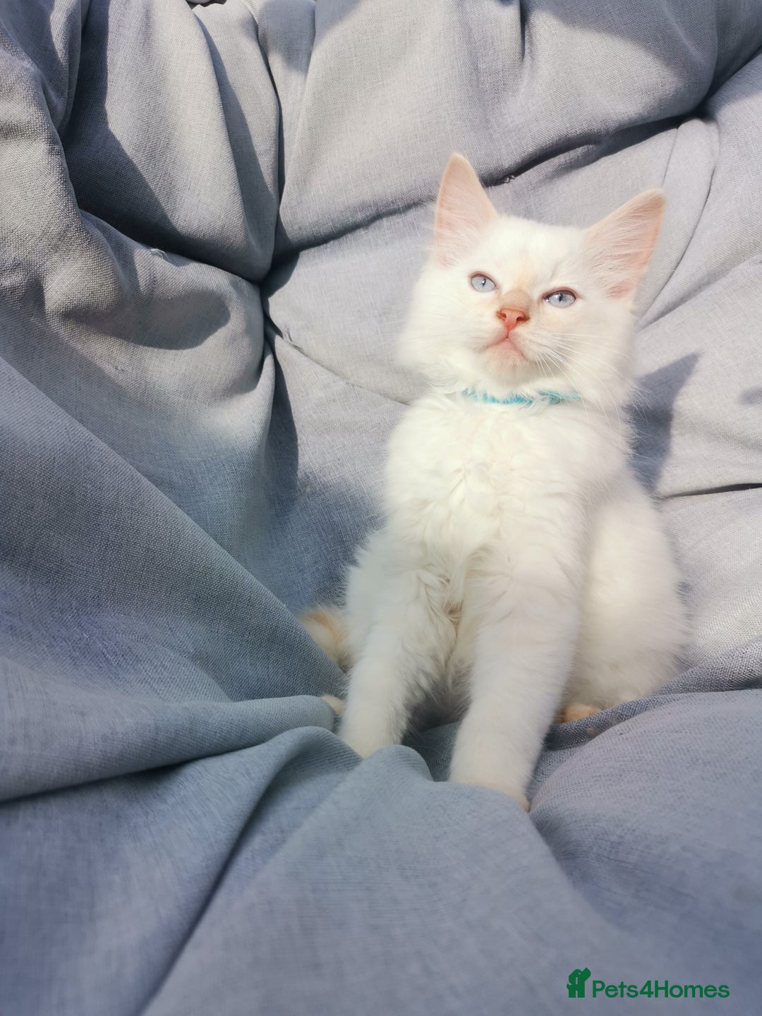 Ragdoll cats for sale: 2 left Pure Health tested huge ragdoll kittens  - Image 15
