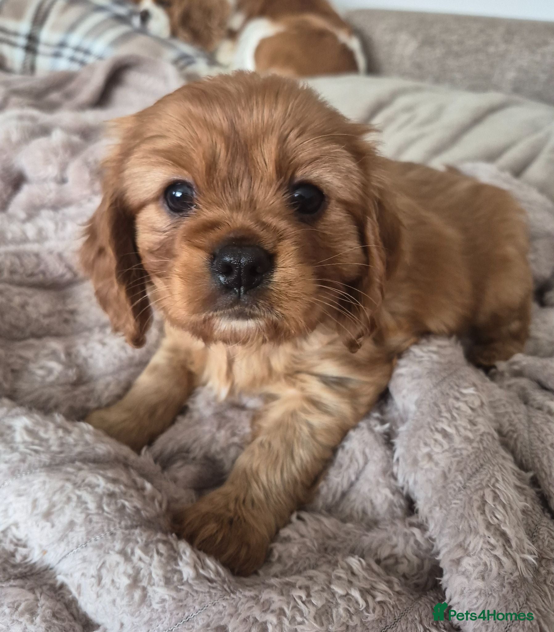 Cavalier King Charles Spaniel dogs STUNNING KC REG. CAVALIER KING CHARLES PUPPIES  - Advert 12