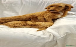 Cavapoo dogs for sale: Cavapoo - Image 1