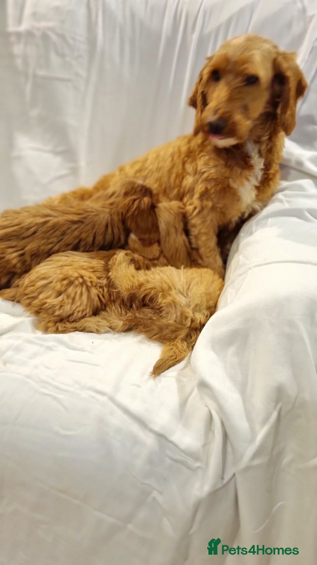 Cavapoo dogs for sale: Cavapoo - Image 1