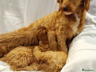 Cavapoo dogs for sale - Advert 1