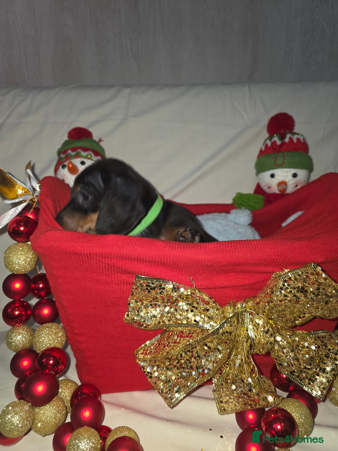 Miniature Dachshund dogs for sale: Miniature dachshund  - Advert 31