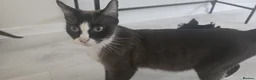 Domestic Shorthair cats for sale: 4 beautiful kittens ready for new home  - Advert 7