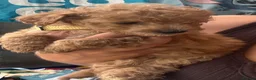 Shihpoo dogs for sale: 4 Shihpoos  - Advert 28