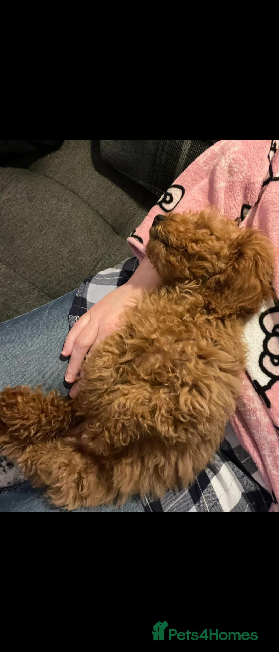 Cavapoo dogs for sale: 4 month old red cavapoo - Advert 7