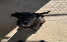 Mixed Breed dogs for adoption: Raven, 1.5 yrs approx. Available for adoption. - Image 1
