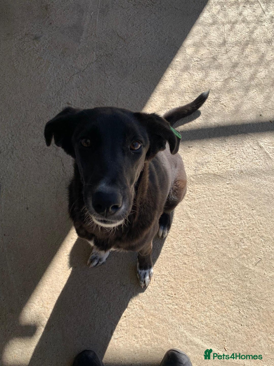 Mixed Breed dogs for adoption: Raven, 1.5 yrs approx. Available for adoption. - Image 1