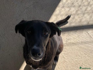 Mixed Breed dogs - Advert 14