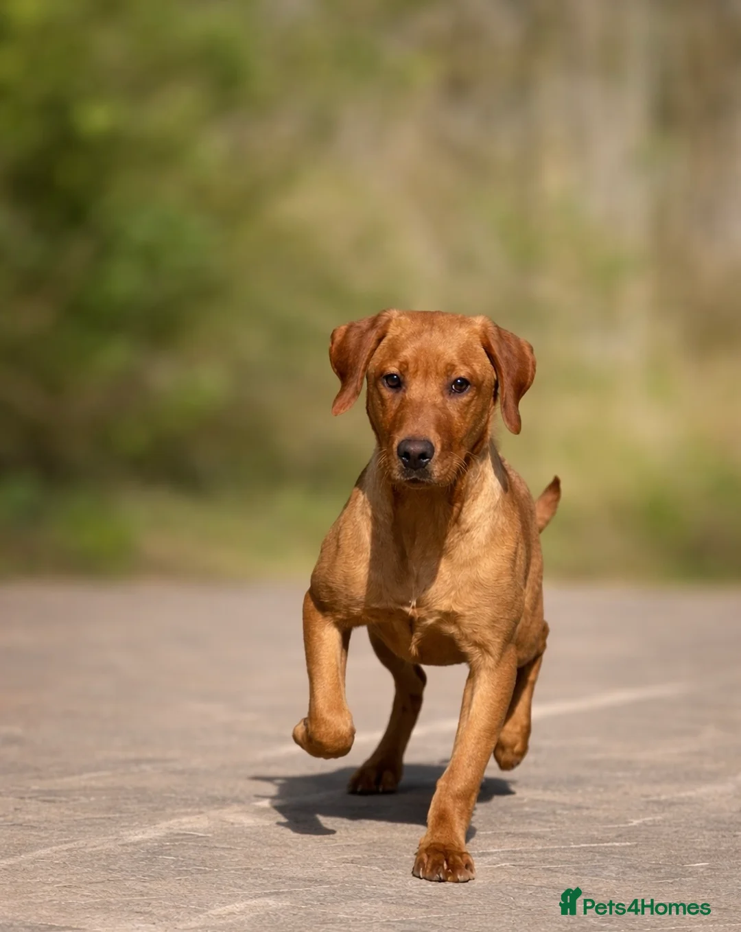 Labrador Retriever dogs for sale: Stunning 5 month old Female Labrador puppy KC reg  - Advert 10