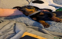 Miniature Dachshund dogs for stud: STUD - KC REG Mini Dachshund -PROVEN - Image 10