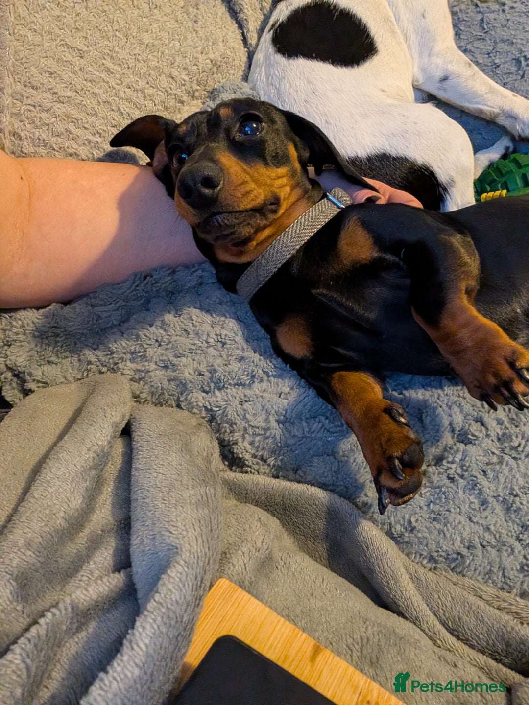 Miniature Dachshund dogs for stud: STUD - KC REG Mini Dachshund -PROVEN - Image 10
