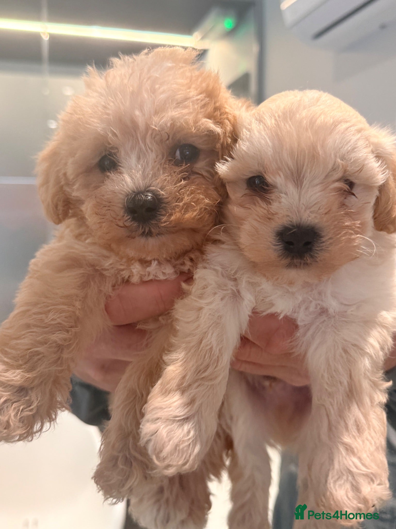 Maltipoo dogs Last 2 1 boy 1 girl available  - Advert 6