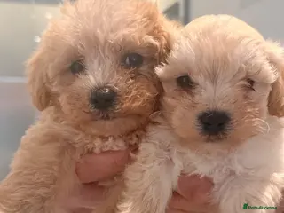 Maltipoo dogs Last 2 1 boy 1 girl available - Advert 3