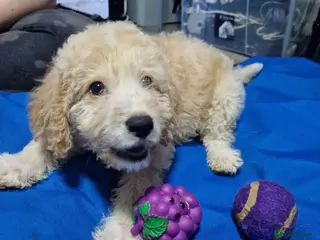 Mixed Breed dogs Beagle Doodles - Advert 3