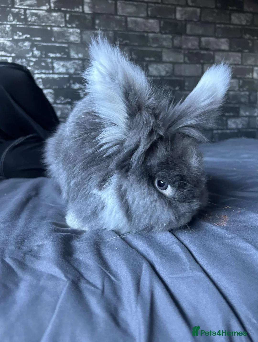Lionhead rabbits for sale: 1 female , 1 male - 3 Year old lion head bunnies - Advert 12