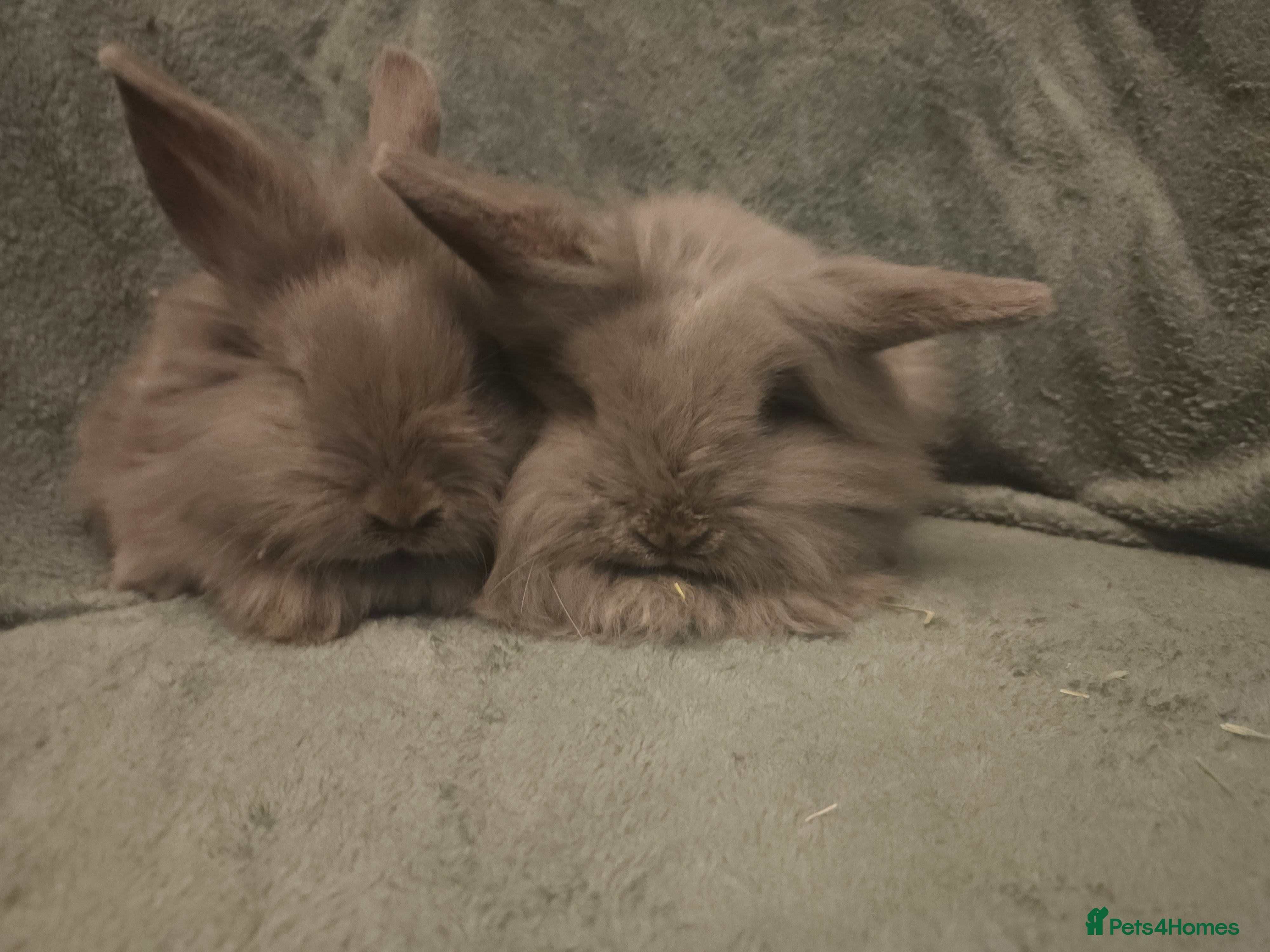 Lionhead rabbits 9 week old Blue Grey Smokey lion heads **2 Left - Advert 1