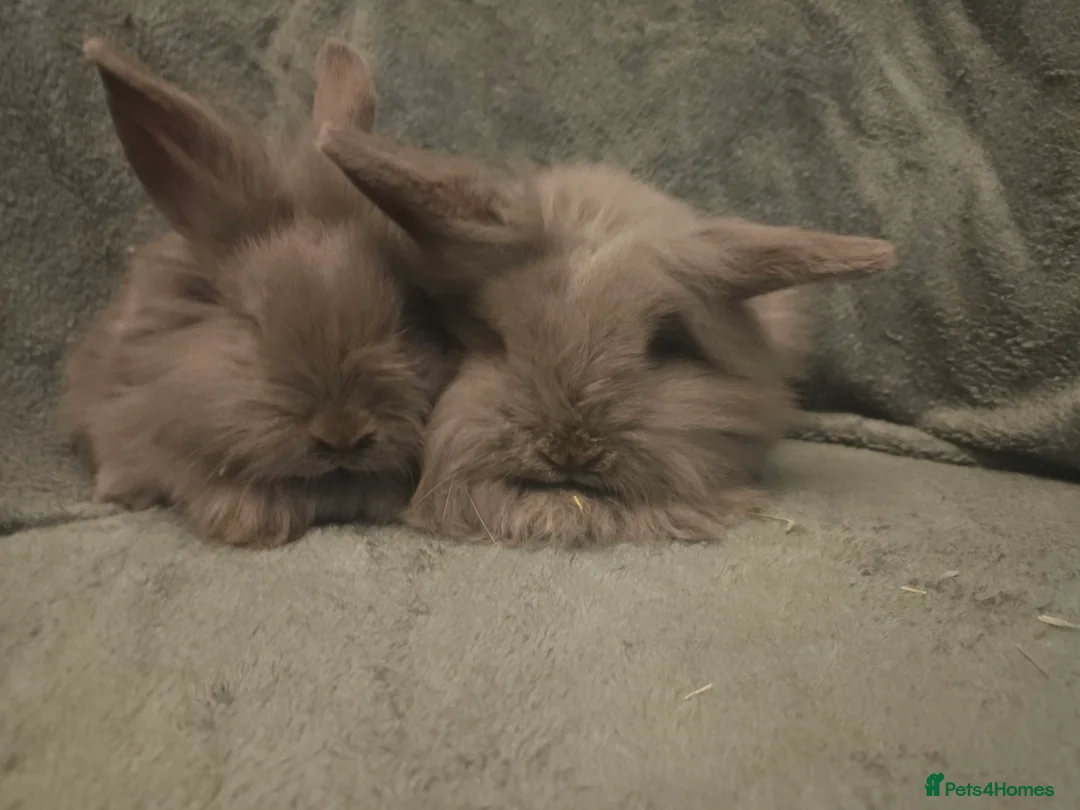 Lionhead rabbits for sale: 9 week old Blue Grey Smokey mini lion lop**2 Left - Advert 1