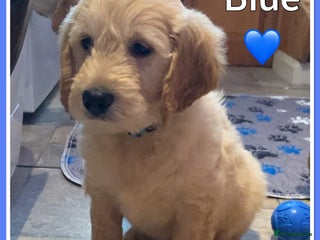 Mini Goldendoodle dogs 🐾STUNNING F1 MINIATURE GOLDEN DOODLES 🐾 - Advert 1