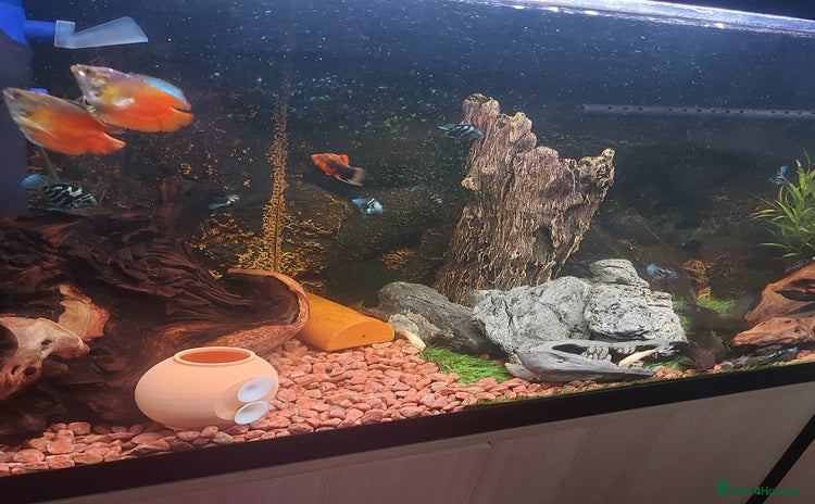Cichlids fish - Advert 11