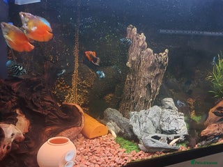 Cichlids fish - Advert 11