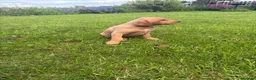 Labrador Retriever dogs for sale: KC LABRADOR PUPPIES - Advert 4